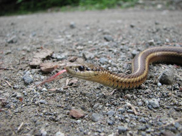 Photo of Thamnophis ordinoides by Corey Cartwright
